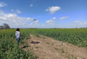 nalot BSP - ocena kondycji roślin