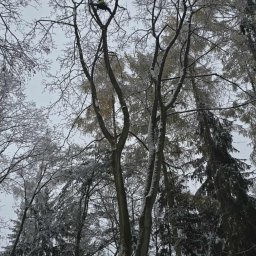 Wycinka drzew Mielec 2