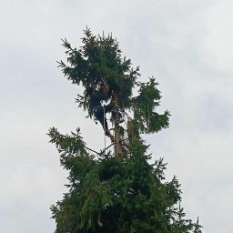 MaDab - Arborysta w uprzęży, w koronie wysokiej, zielonej choinki, przy pracy. Widok z dołu, pochmurne niebo w tle. Przewody elektryczne w dolnej części kadru.