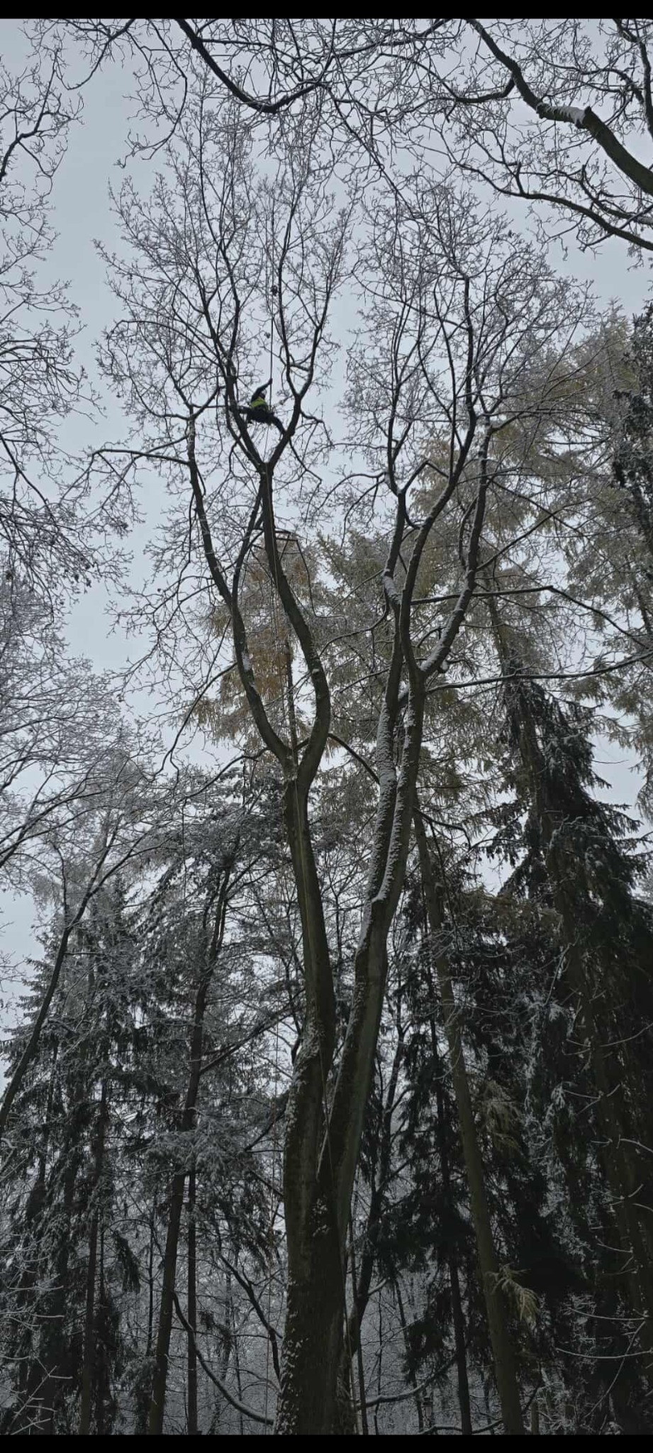 Pracownik na linie tnie gałęzie wysokiego drzewa w zimowym lesie. Śnieg na gałęziach, szary dzień. Widok z dołu na koronę drzewa i sylwetkę arborysty.