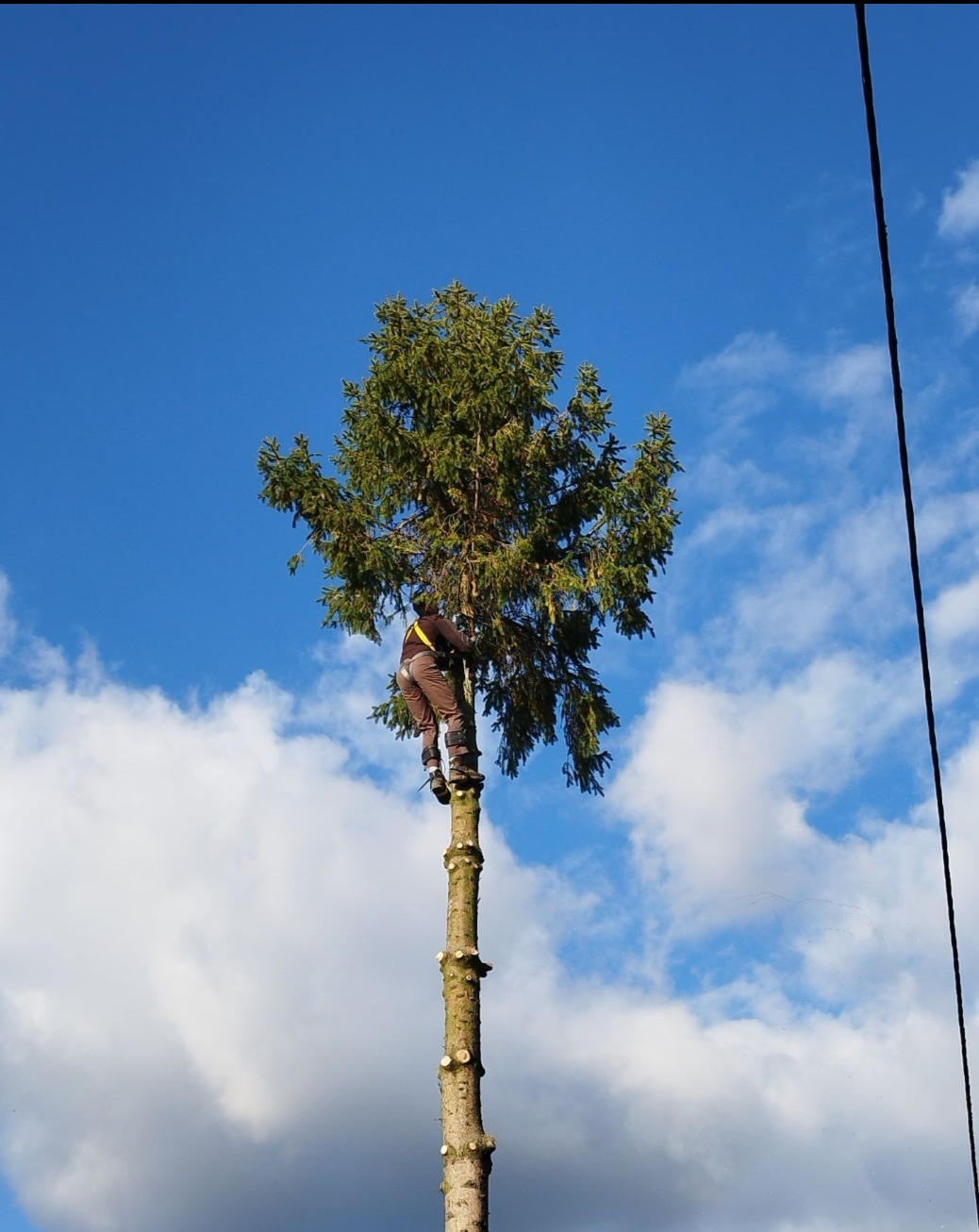 Arborysta w uprzęży, przycina wysokie drzewo iglaste z wyraźnymi śladami cięć, na tle błękitnego nieba z chmurami. Widok z dołu.