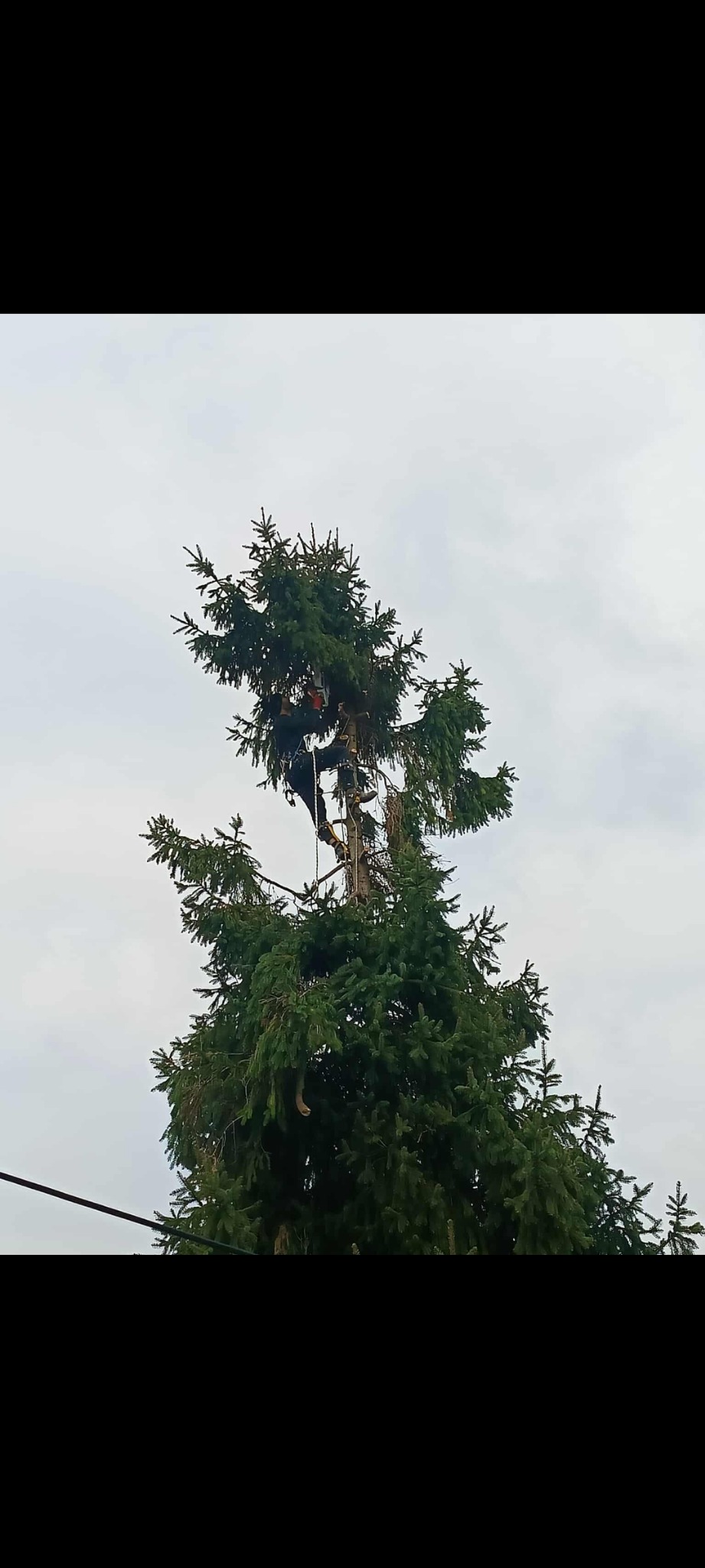 Arborysta w uprzęży, w koronie wysokiej, zielonej choinki, przy pracy. Widok z dołu, pochmurne niebo w tle. Przewody elektryczne w dolnej części kadru.