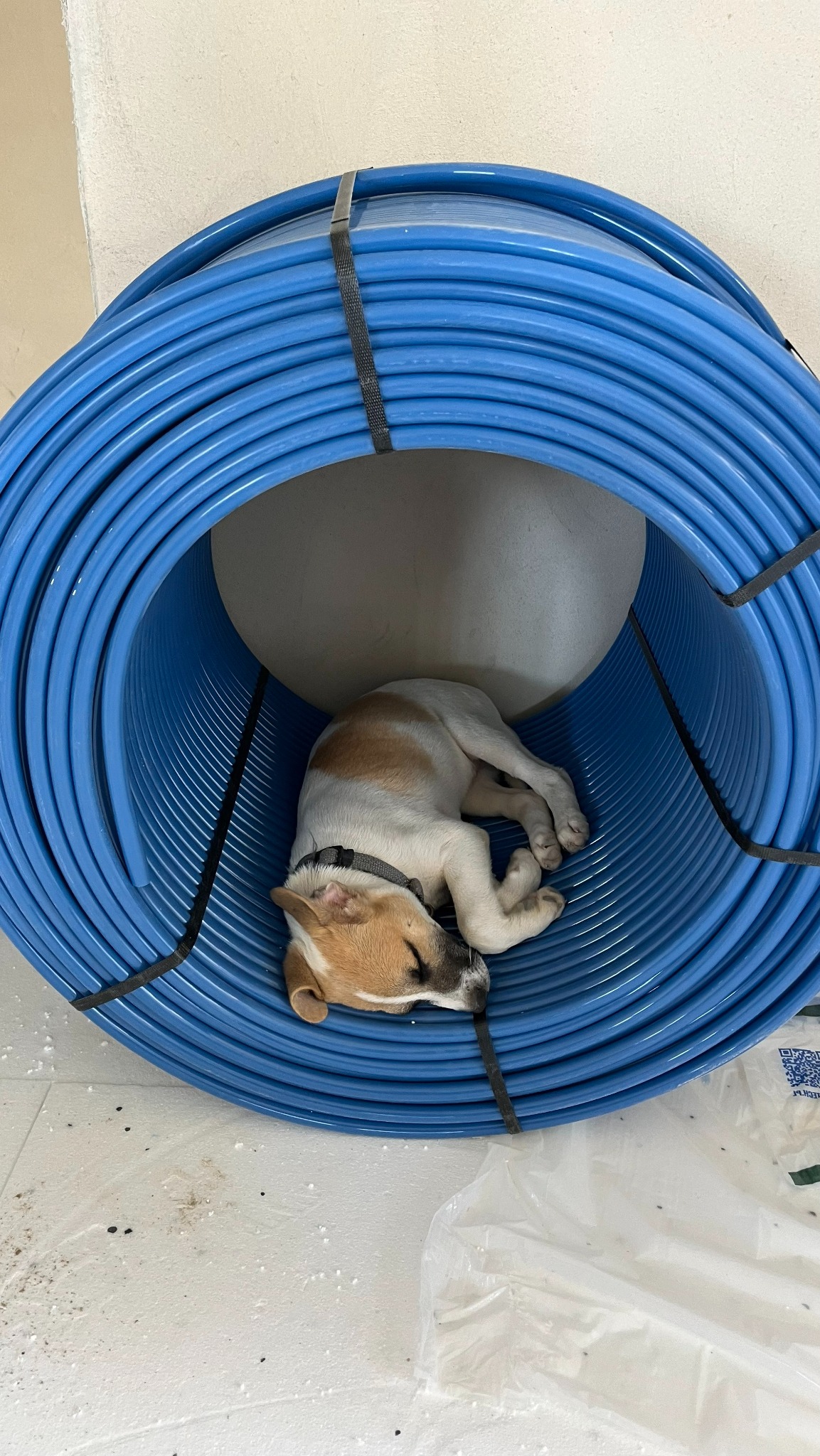 Śpiący szczeniak wewnątrz zwoju niebieskiej rury PEX, zabezpieczonej czarnymi paskami. Rura leży na białej podłodze w pobliżu ściany.