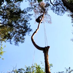 Climbing Lumberjack DAWID KWIATKOWSKI - Arborysta w uprzęży, na wysokim, ogołoconym pniu drzewa, zabezpieczony linami, na tle błękitnego nieba i koron drzew. Widok z dołu.
