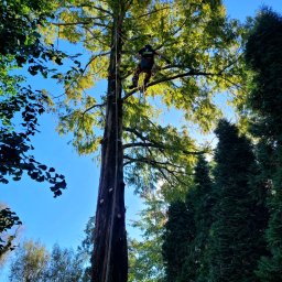 Climbing Lumberjack DAWID KWIATKOWSKI - Arborysta w koronie wysokiego drzewa iglastego, zabezpieczony linami, widok z dołu na błękitne niebo. Ślady po wycince gałęzi na pniu.