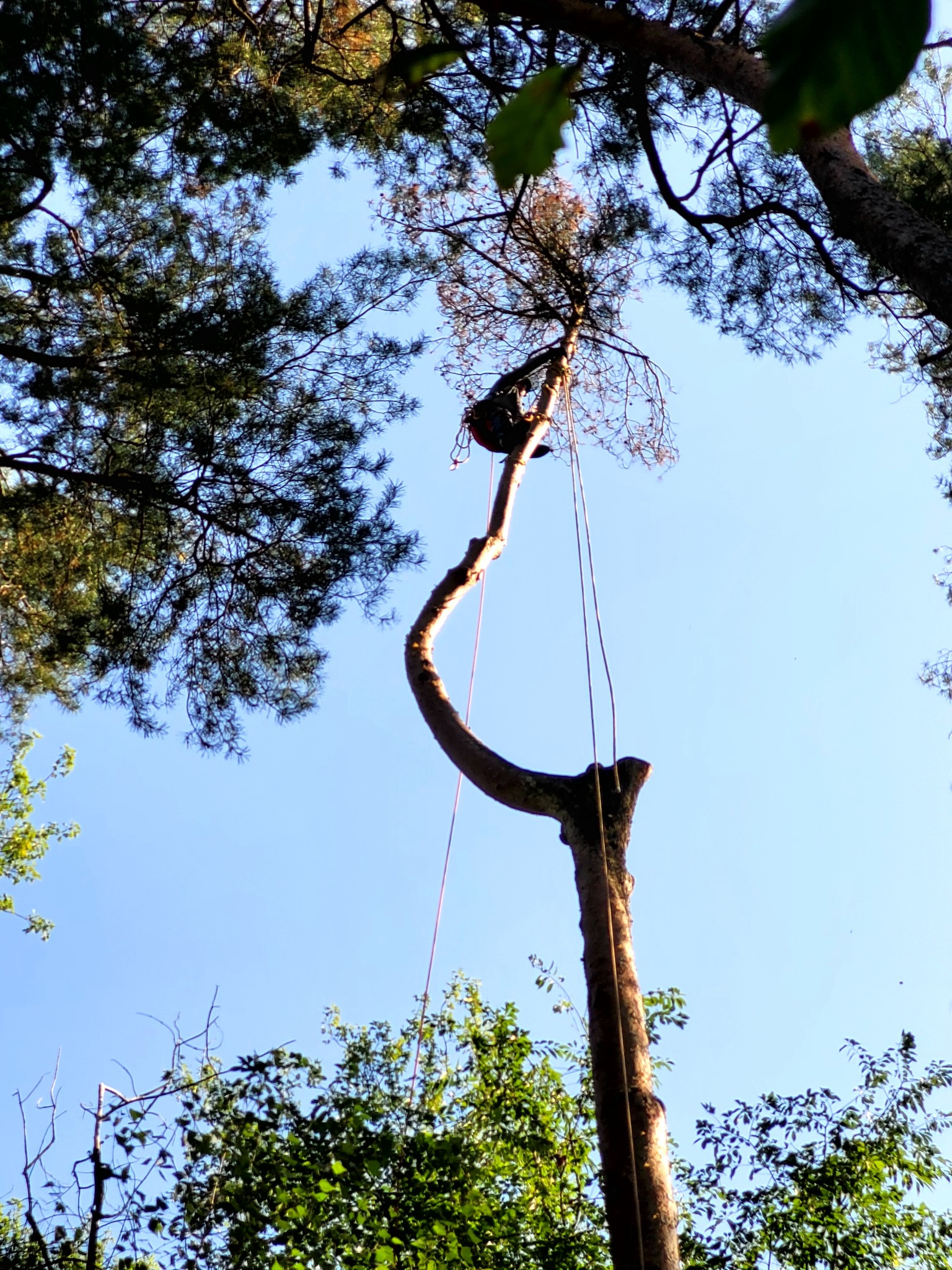 Arborysta w uprzęży, na wysokim, ogołoconym pniu drzewa, zabezpieczony linami, na tle błękitnego nieba i koron drzew. Widok z dołu.