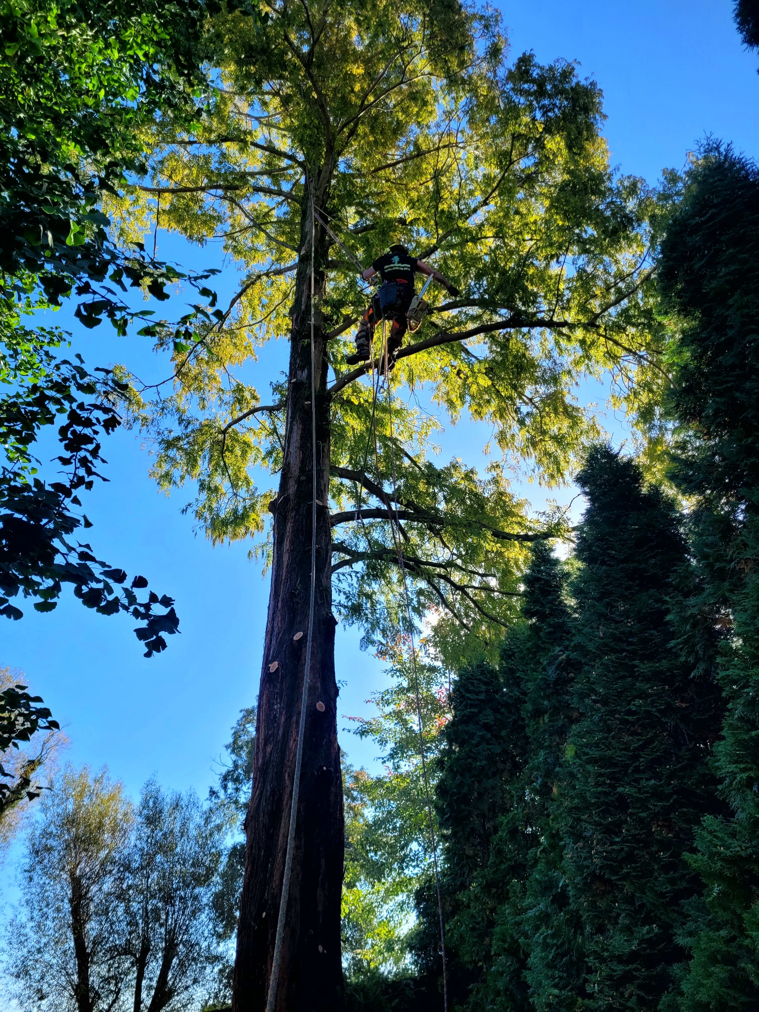 Arborysta w koronie wysokiego drzewa iglastego, zabezpieczony linami, widok z dołu na błękitne niebo. Ślady po wycince gałęzi na pniu.