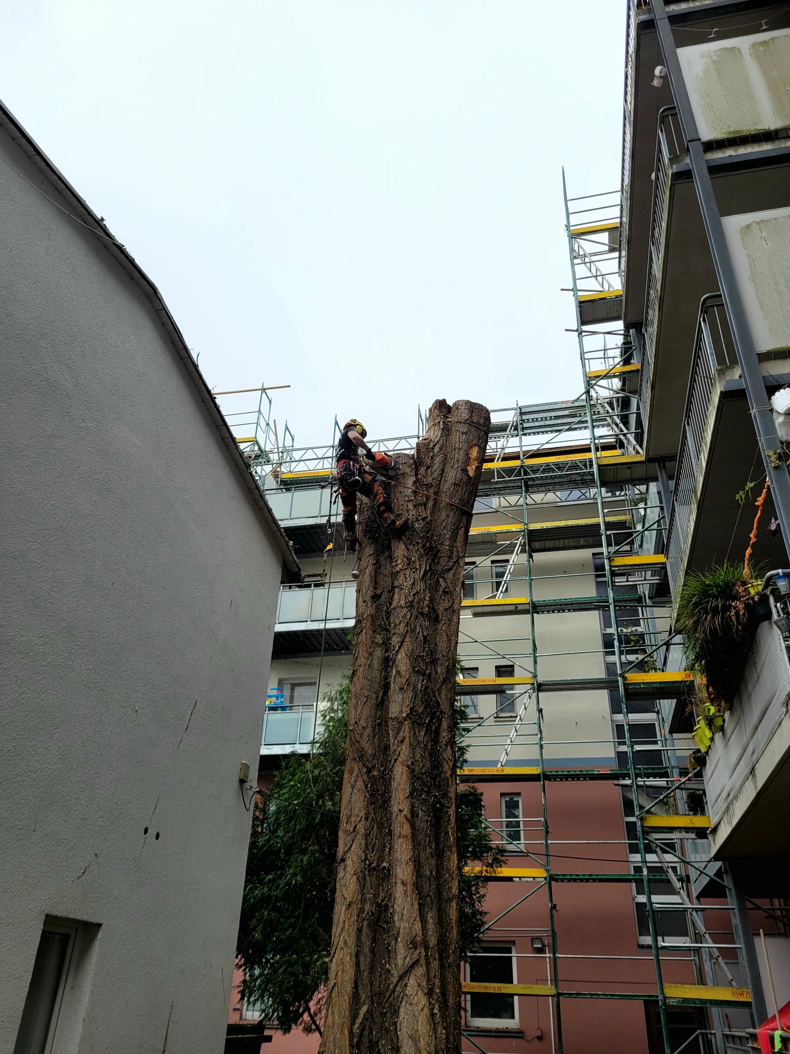 Arborysta w kasku, na linie, tnie pień drzewa w zabudowie miejskiej. W tle rusztowanie przy budynku wielorodzinnym. Praca na wysokościach.