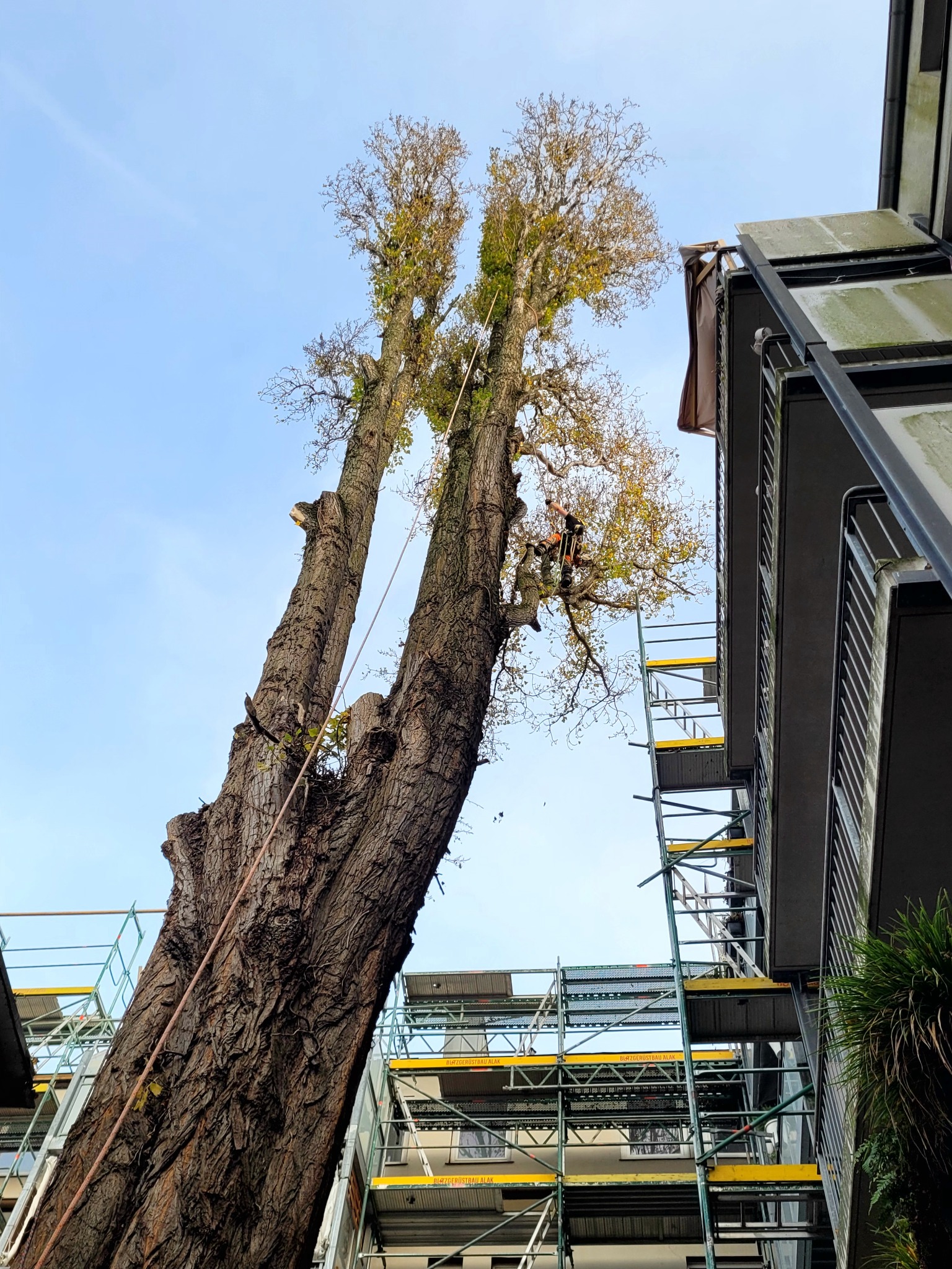 Arborysta na rusztowaniu przy wysokim drzewie, przygotowuje się do wycinki gałęzi w pobliżu budynku mieszkalnego. Widok z dołu na błękitne niebo.