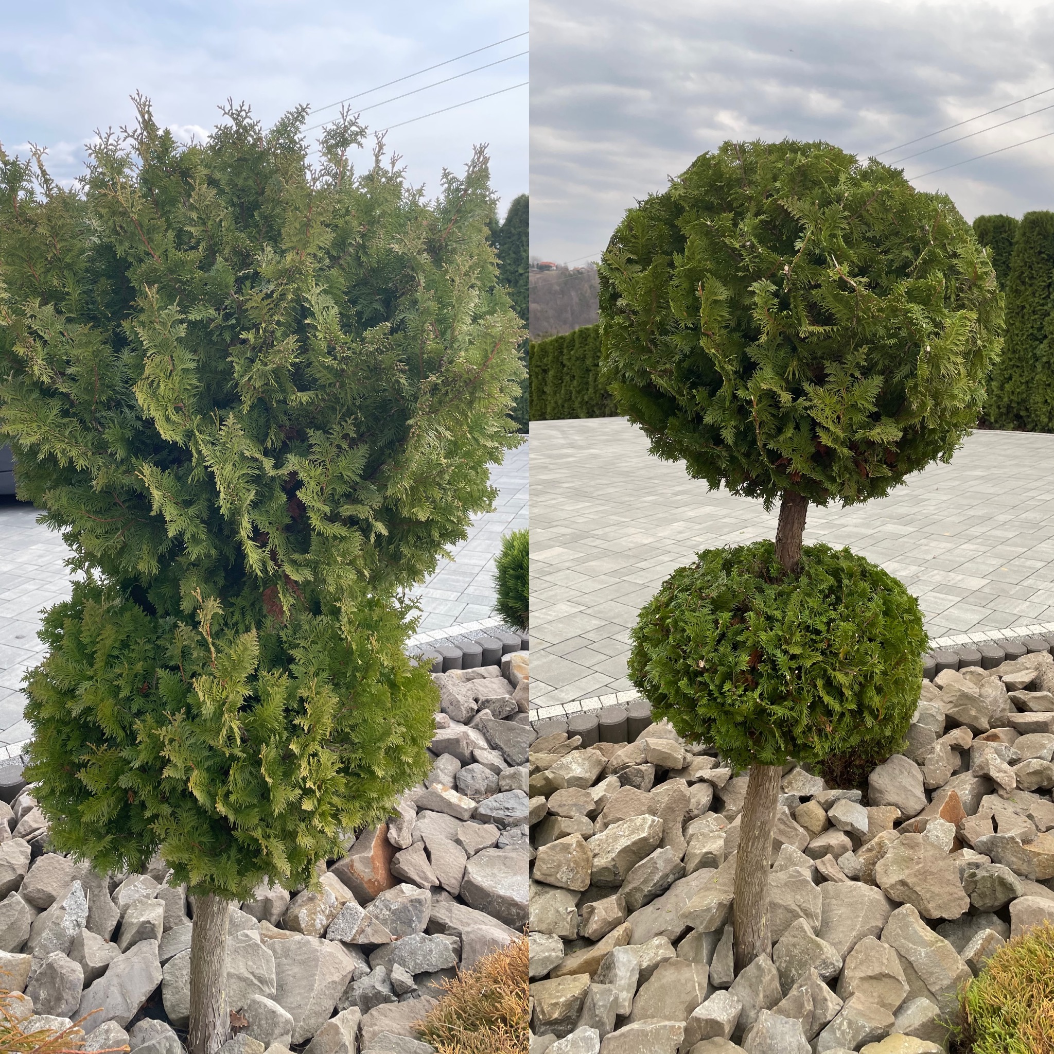 Zdjęcie 'przed i po' formowania cisa. Po lewej stronie cis przed formowaniem, po prawej po. Kamienie dekoracyjne u podstawy, szara kostka brukowa w tle.