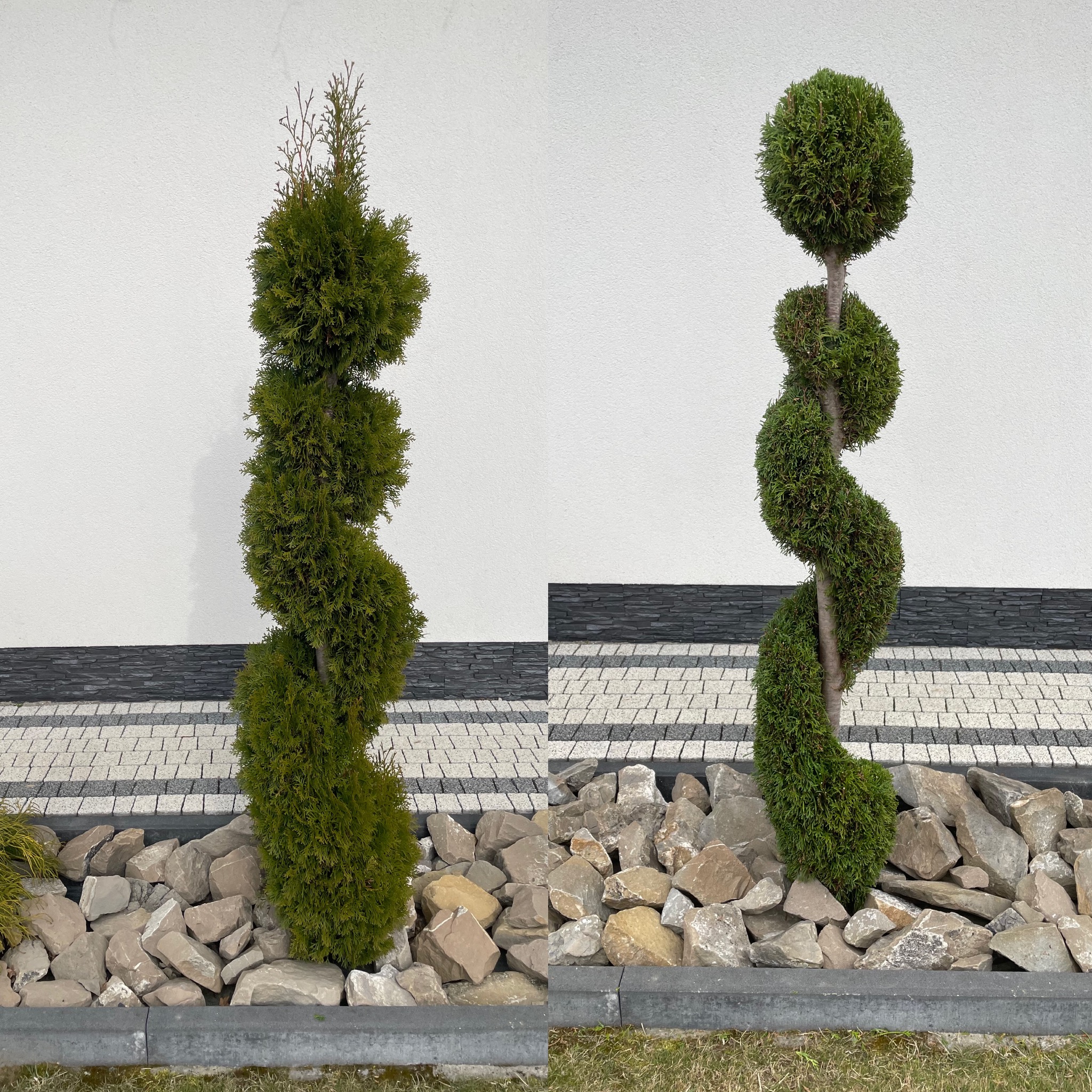 Dwa ozdobne drzewka spiralne, jedno z czubem, drugie kuliste, posadzone w kamieniach na tle białej ściany i kostki brukowej. Precyzyjne formowanie roślin.