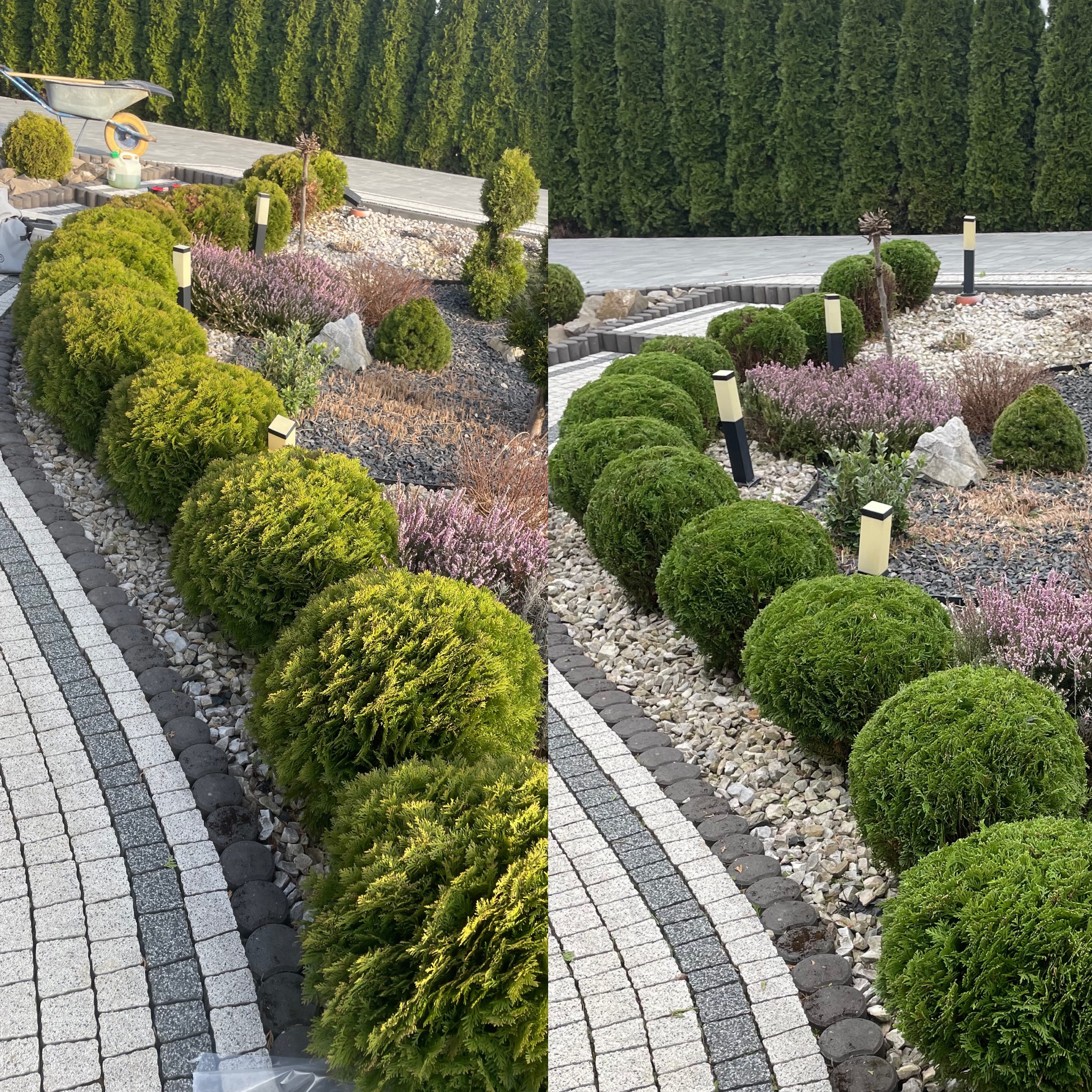 Uformowane, kuliste tuje wzdłuż ścieżki z kostki brukowej, otoczone białym żwirem. W tle wysokie, gęste tuje i wózek ogrodowy.