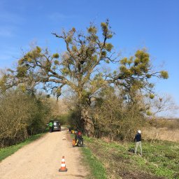 Usuwanie jemioły na szerokiej wierzbie (przed). 