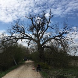 Usuwanie jemioły na szerokiej wierzbie (po). 