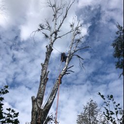 Wycinka suchej brzozy.  