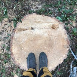 Wycinka drzew Białystok 2