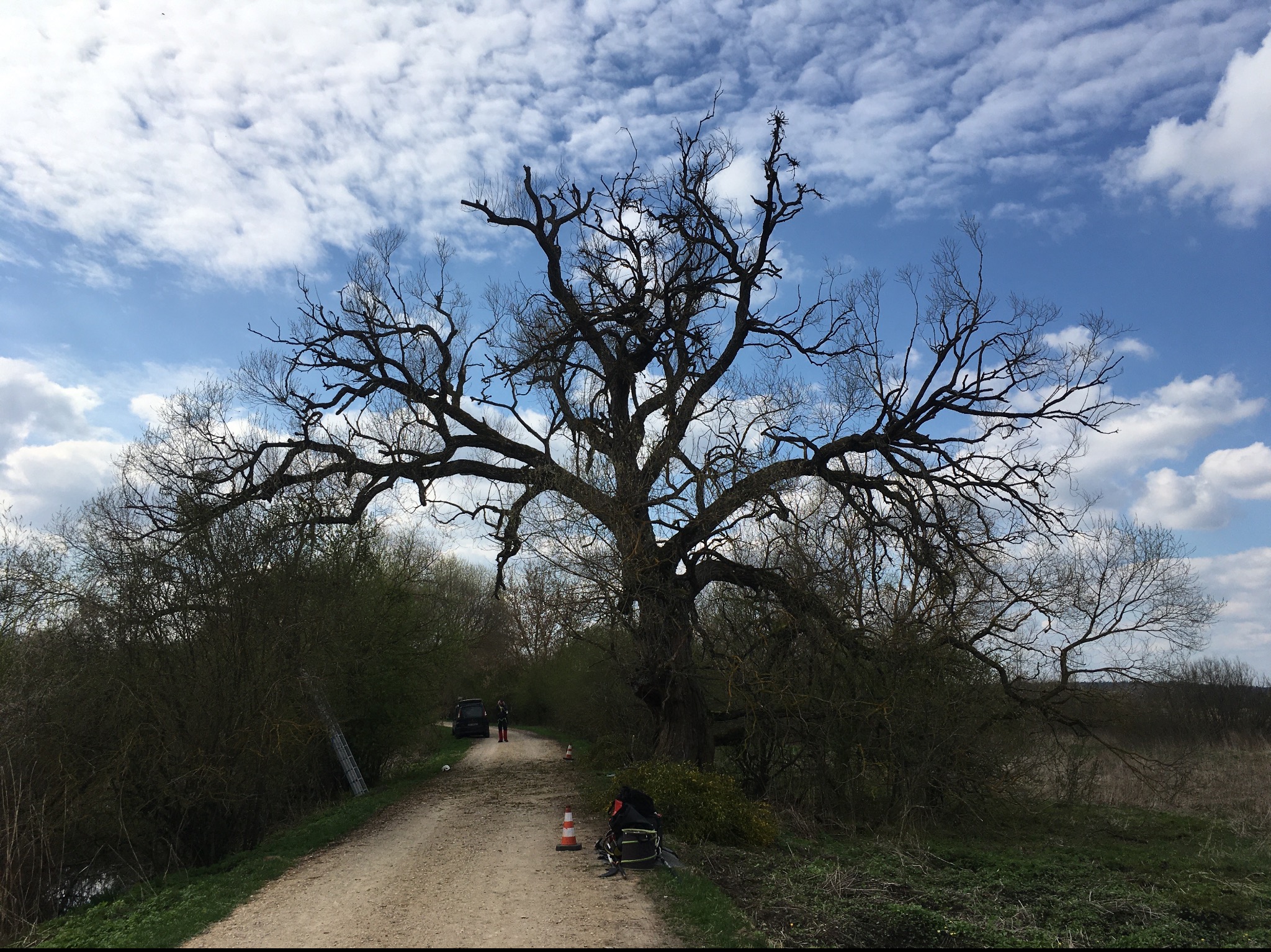 Usuwanie jemioły na szerokiej wierzbie (po).