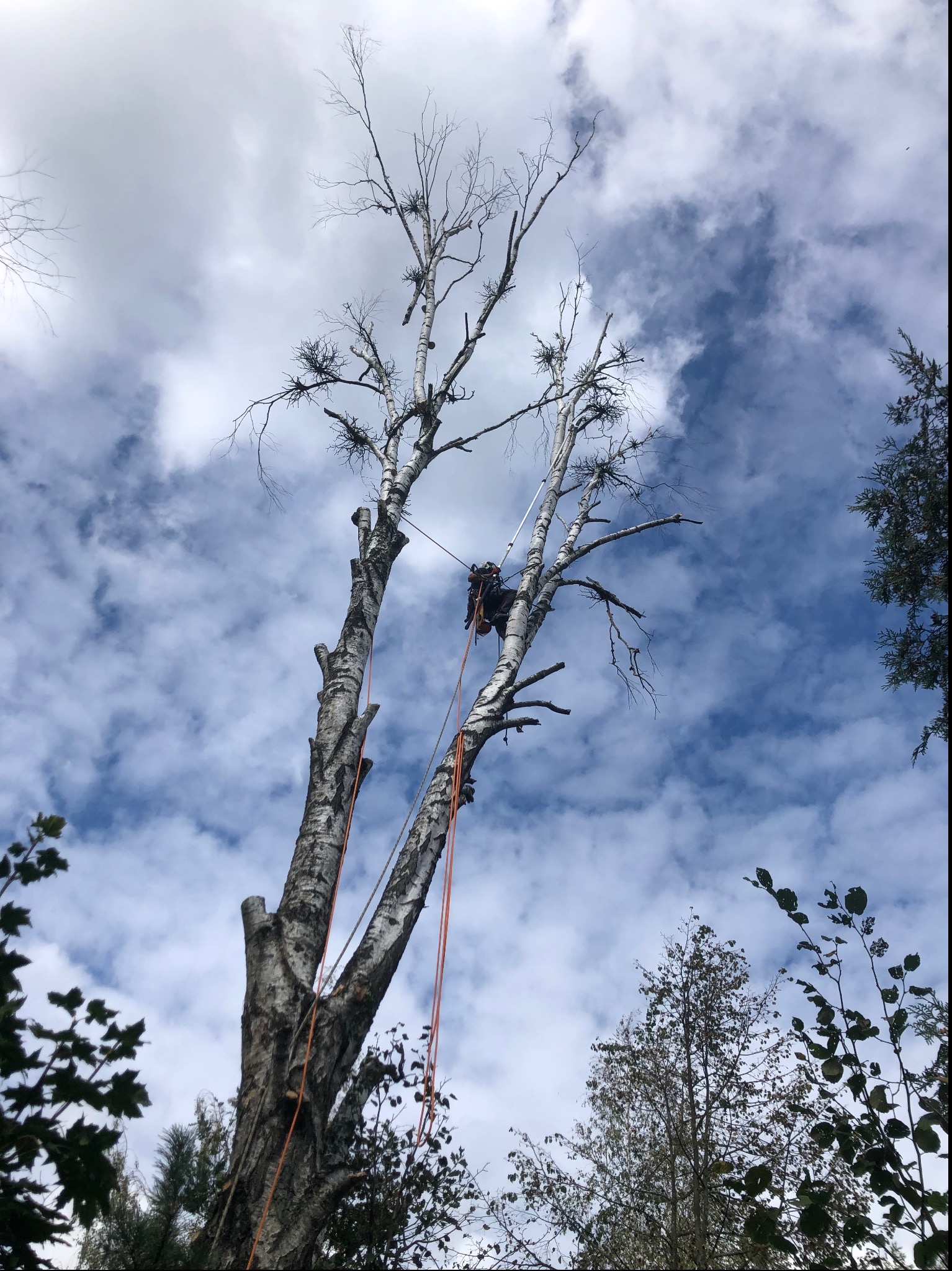 Wycinka suchej brzozy.