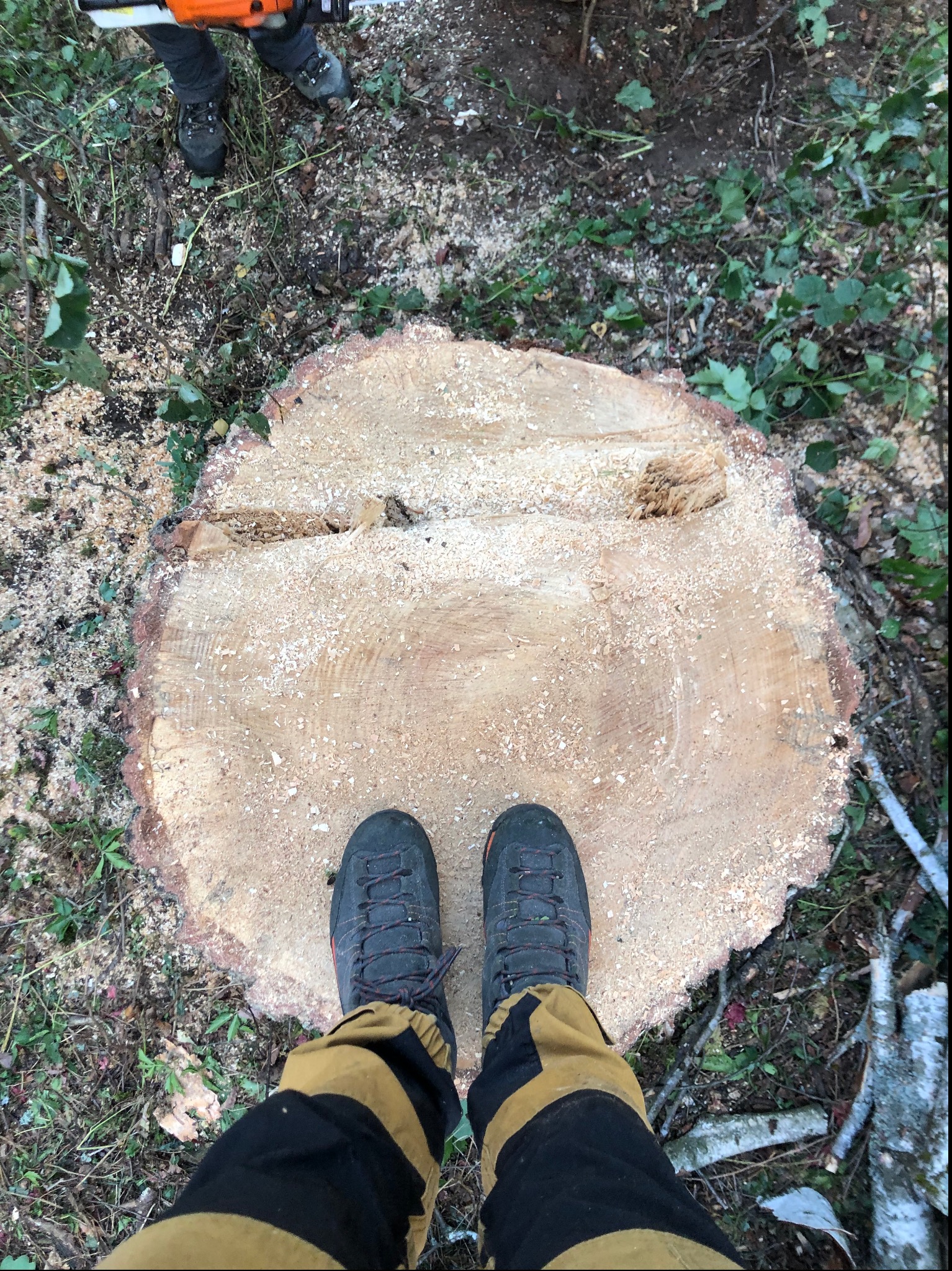 Świeżo ścięty pień drzewa z widocznymi słojami, pokryty trocinami. U dołu kadru buty osoby stojącej na pniu, w tle zieleń i fragment piły łańcuchowej.