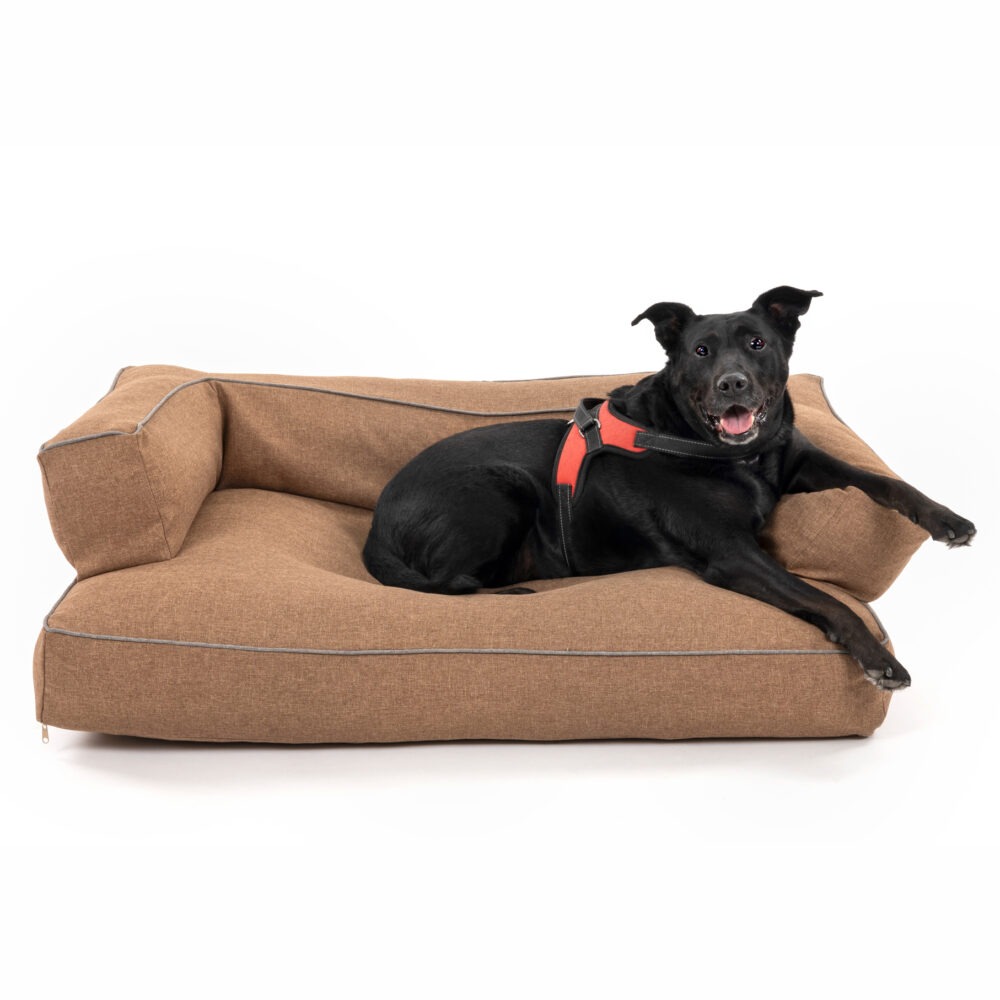 Czarny pies z czerwoną uprzężą relaksuje się na brązowym, tekstylnym legowisku z szarymi lamówkami na białym tle.