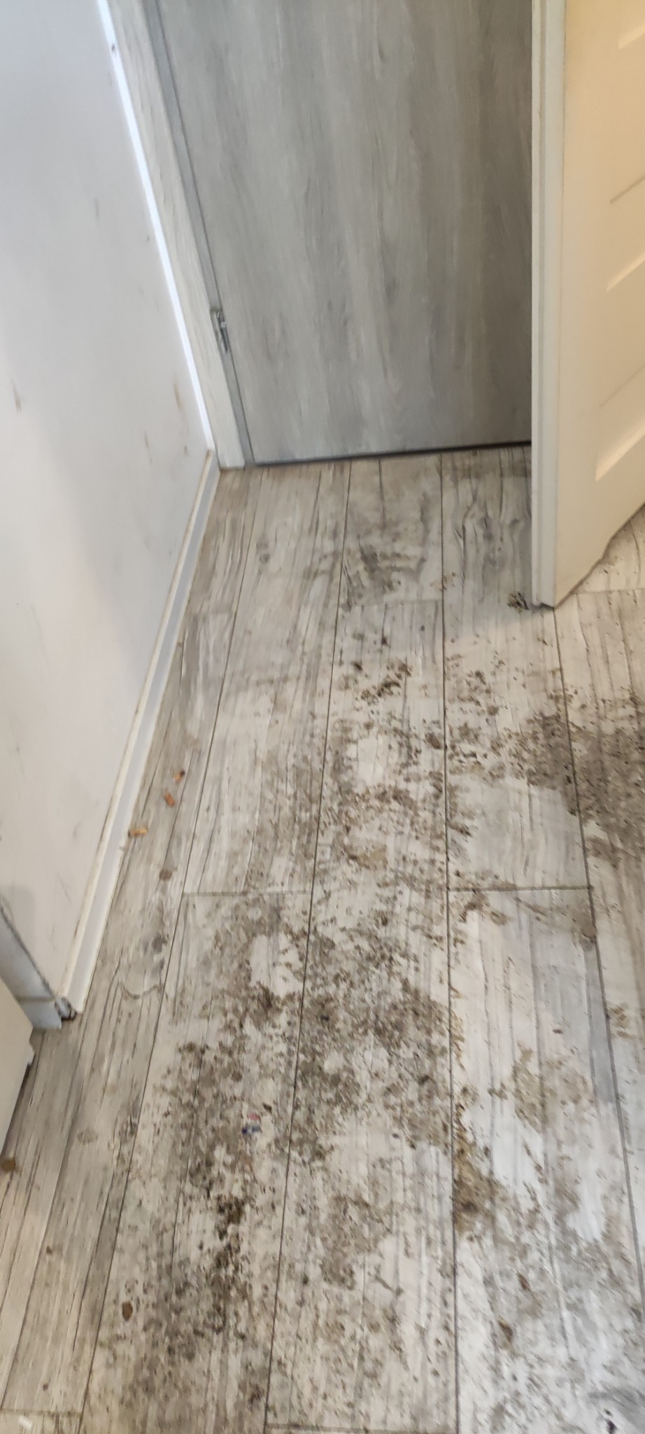 Zabrudzona podłoga z paneli imitujących drewno, widoczne plamy i resztki, przy ścianie i drzwiach. Wymaga gruntownego sprzątania.