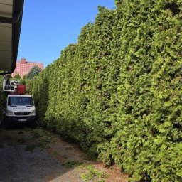 Fast-Up usługi podnośnikiem - Przycinanie wysokiego żywopłotu z tui w Słupnie z użyciem podnośnika koszowego. Świeżo przycięte gałęzie leżą na chodniku. Błękitne niebo w tle.