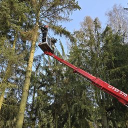 Fast-Up usługi podnośnikiem - Pracownik w podnośniku koszowym przycina gałęzie wysokiej choinki. Widoczne świeżo obcięte pędy. Na wysięgniku numer telefonu. Błękitne niebo w tle.