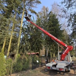 Fast-Up usługi podnośnikiem - Czerwony podnośnik koszowy na tle drzew podczas prac pielęgnacyjnych. Widoczne ślady po cięciu gałęzi. Słoneczny dzień, błękitne niebo.