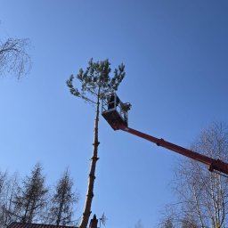 Fast-Up usługi podnośnikiem - Czerwony podnośnik koszowy z pracownikiem przy wysokiej sośnie, częściowo ogołoconej z gałęzi, na tle błękitnego nieba i drzew bezlistnych.