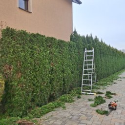 Usługi Ogrodnicze Ireneusz Góra - Przycinanie żywopłotu z tuj w Borzęcinie. Widoczna drabina, nożyce spalinowe i obcięte gałęzie na kostce brukowej. Usługa ogrodnicza.