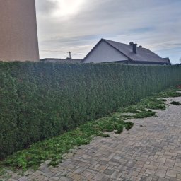 Usługi Ogrodnicze Ireneusz Góra - Równy żywopłot z tui po przycięciu, z obciętymi gałązkami na kostce brukowej. W tle budynek i zaparkowany biały bus.