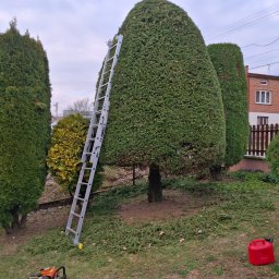Usługi Ogrodnicze Ireneusz Góra - Formowane tuje po przycięciu, z drabiną opartą o jedną z nich. Na trawie leżą gałązki i piła spalinowa, obok czerwony kanister. Tło: dom i inne drzewa.
