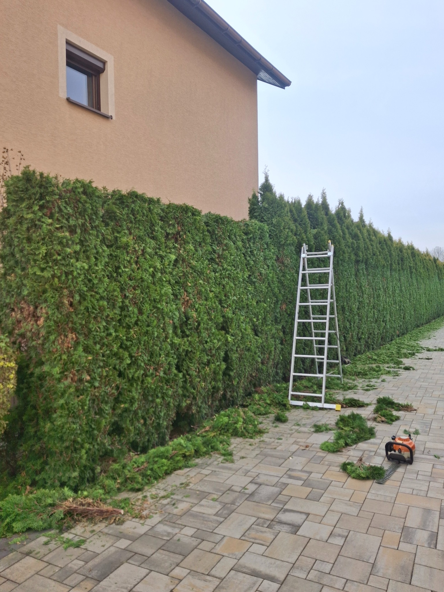 Przycinanie żywopłotu z tuj w Borzęcinie. Widoczna drabina, nożyce spalinowe i obcięte gałęzie na kostce brukowej. Usługa ogrodnicza.
