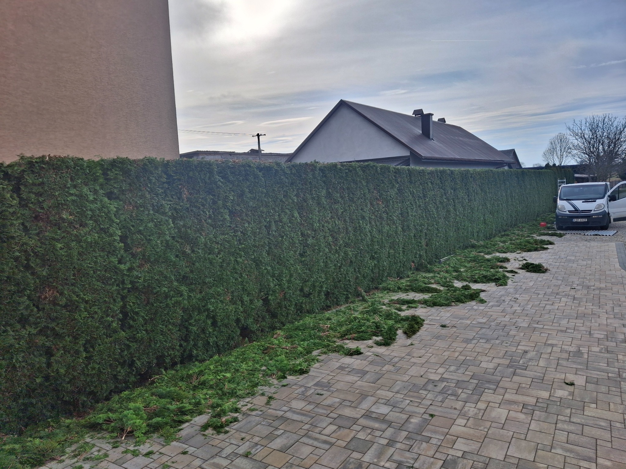 Równy żywopłot z tui po przycięciu, z obciętymi gałązkami na kostce brukowej. W tle budynek i zaparkowany biały bus.