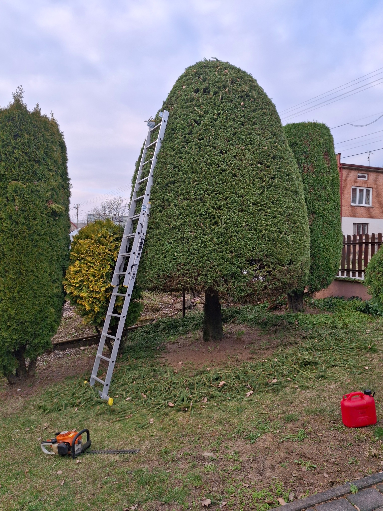 Formowane tuje po przycięciu, z drabiną opartą o jedną z nich. Na trawie leżą gałązki i piła spalinowa, obok czerwony kanister. Tło: dom i inne drzewa.