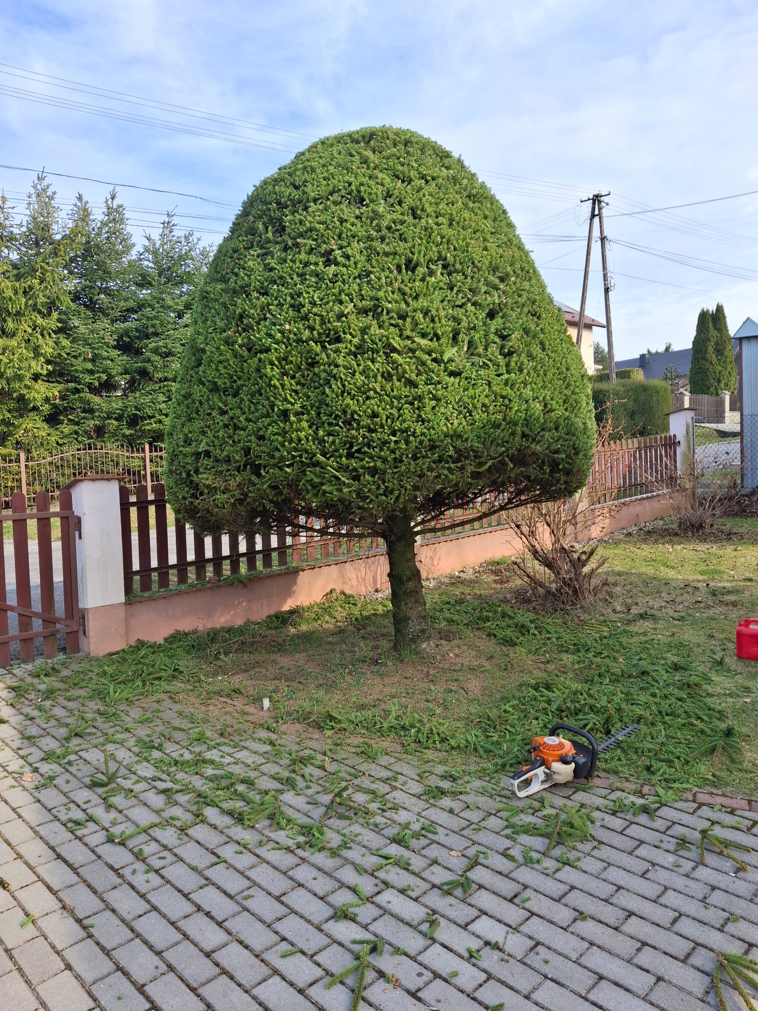 Formowana, kulista tuja po przycięciu, z leżącymi obok gałązkami i nożycami do żywopłotu na kostce brukowej. W tle ogrodzenie i zabudowa.