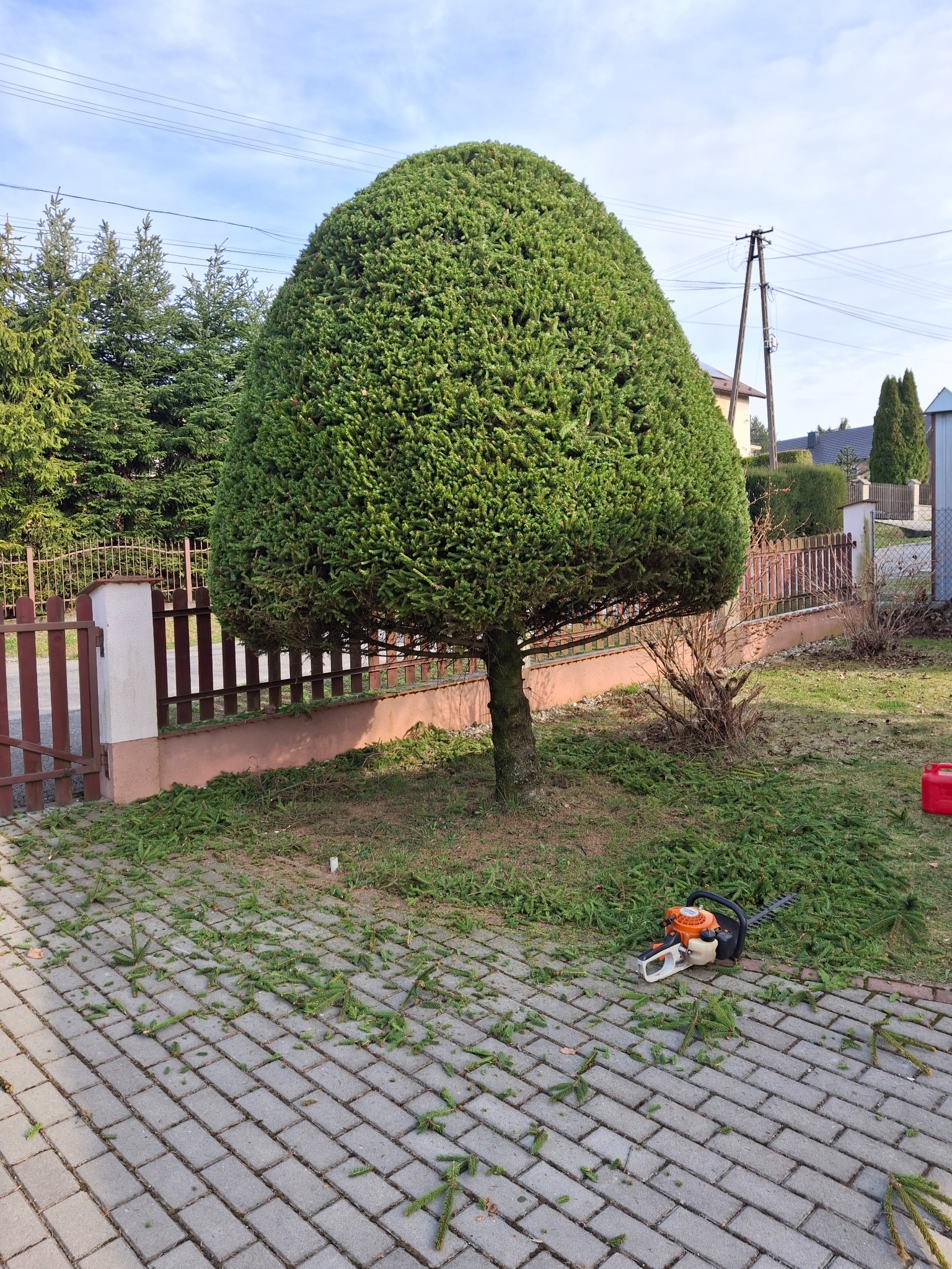 Formowana, zielona choinka po przycięciu, z rozsypanymi gałązkami i nożycami do żywopłotu na kostce brukowej. W tle ogrodzenie i inne drzewa.