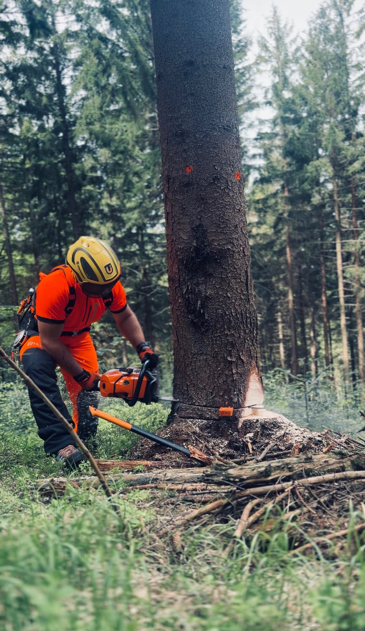 Drwal w pomarańczowym kombinezonie tnie drzewo piłą spalinową w lesie. Na pniu widoczne pomarańczowe znaczniki. W tle wysokie drzewa iglaste.