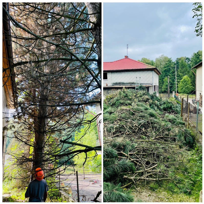 Zdjęcie typu 'przed i po': po lewej drzewo przed przycinką, po prawej sterta gałęzi po wycince, dom z czerwoną dachówką w tle, pracownik w kasku ochronnym.