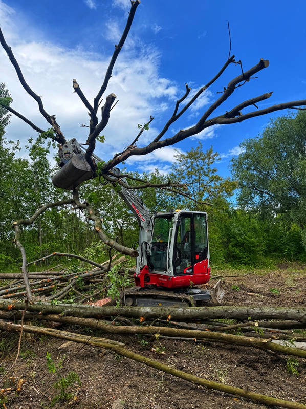 Czerwono-szara minikoparka z łyżką tnącą gałęzie drzewa na tle zieleni i błękitnego nieba. Ścięte gałęzie leżą na ziemi. Prace ziemne i wycinka drzew.