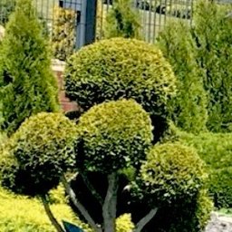 Szymon Piskorz - Skalniaki Ogrodowe Poznań