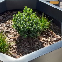 Szymon - Pielęgnacja Ogrod&oacute;w Poznań