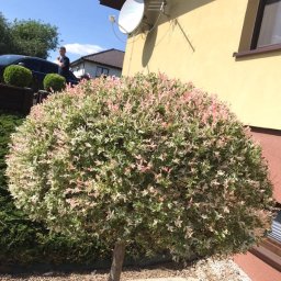 Zakładanie ogrodów Poznań 2