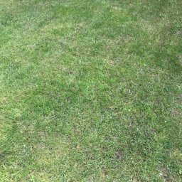 Zakładanie ogrodów Poznań 3