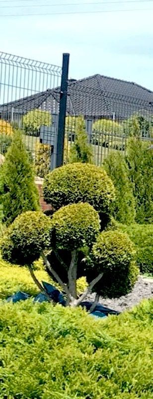 Formowane drzewko bonsai na tle ogrodzenia panelowego i domu z ciemnym dachem. Krzewy iglaste w tle. Dekoracyjny ogród.