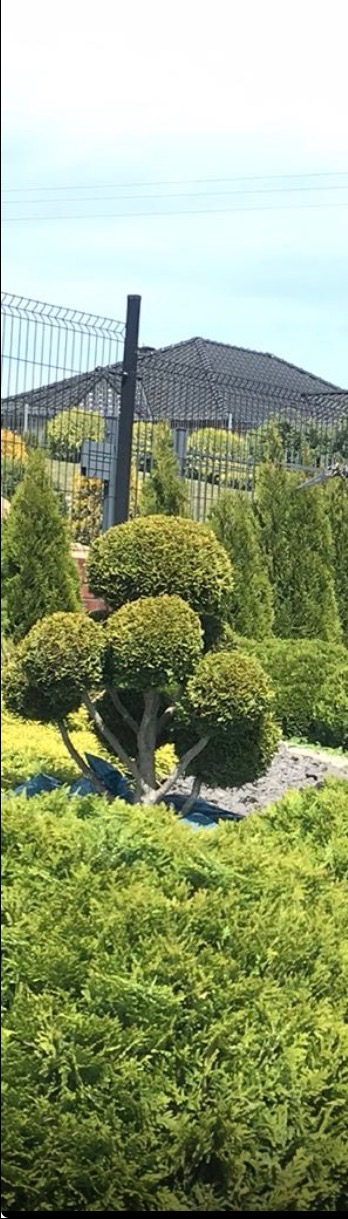 Ogród z formowanymi drzewami i krzewami iglastymi, widok na dom za metalowym ogrodzeniem. Kompozycja zieleni w regularnych kształtach.
