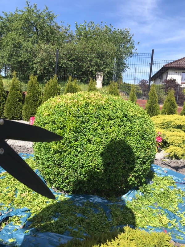 Formowanie krzewu bukszpanu w kulę za pomocą nożyc ogrodowych. Rozłożona plandeka zbiera obcięte gałązki. W tle tuje i siatka ogrodzeniowa.