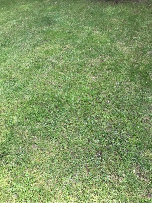 Gęsta, zielona trawa na trawniku w Poznaniu, widziana z góry. Nierównomierne oświetlenie podkreśla naturalną teksturę i kolor. Idealne koszenie trawy.