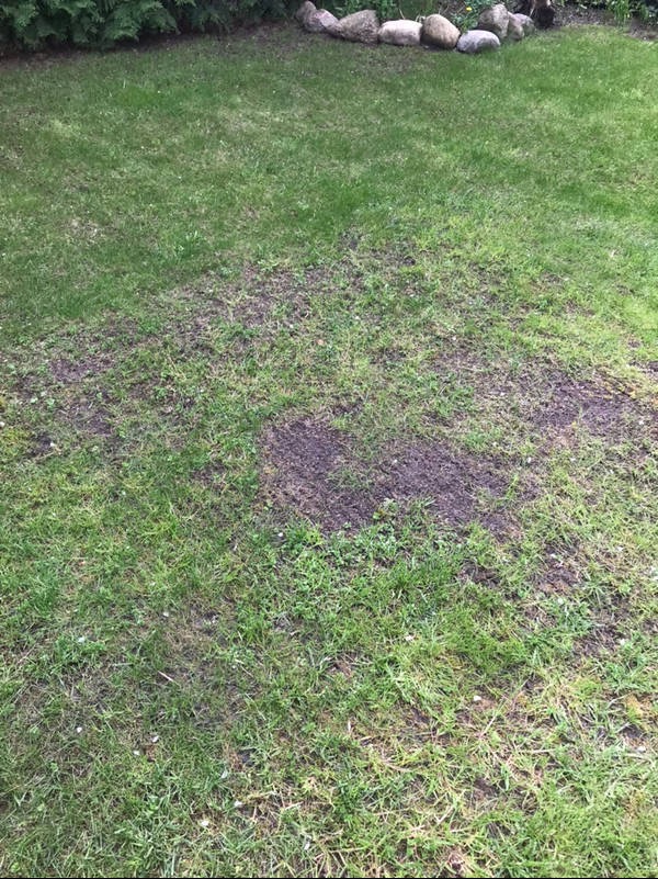 Fragment trawnika z widocznymi ubytkami trawy i odsłoniętą ziemią, otoczony zieloną trawą. W tle widoczne kamienie i roślinność.