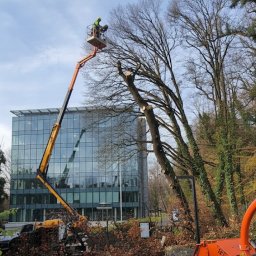 SEBASTIAN ZŁOTKOWSKI USL SYNCHRO - Pracownik na podnośniku tnie drzewo w pobliżu biurowca. Na ziemi leżą gałęzie i stoi rozdrabniacz do gałęzi. Widoczna piła łańcuchowa i kanister.